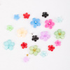 Kasetka z ozdobami akrylowe kwiatki Molly Nails mix kolorów Nr 1 ok. 300 sztuk