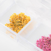 Suszone kwiaty do zdobień paznokci w kasetce Molly Nails rodzaj B 36szt