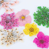 Suszone kwiaty do zdobień paznokci w kasetce Molly Nails rodzaj B 36szt